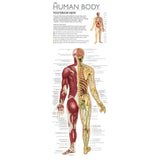 Tin Set - Discover the Human Body