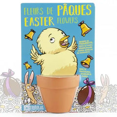 Easter chick and her daisies to sow